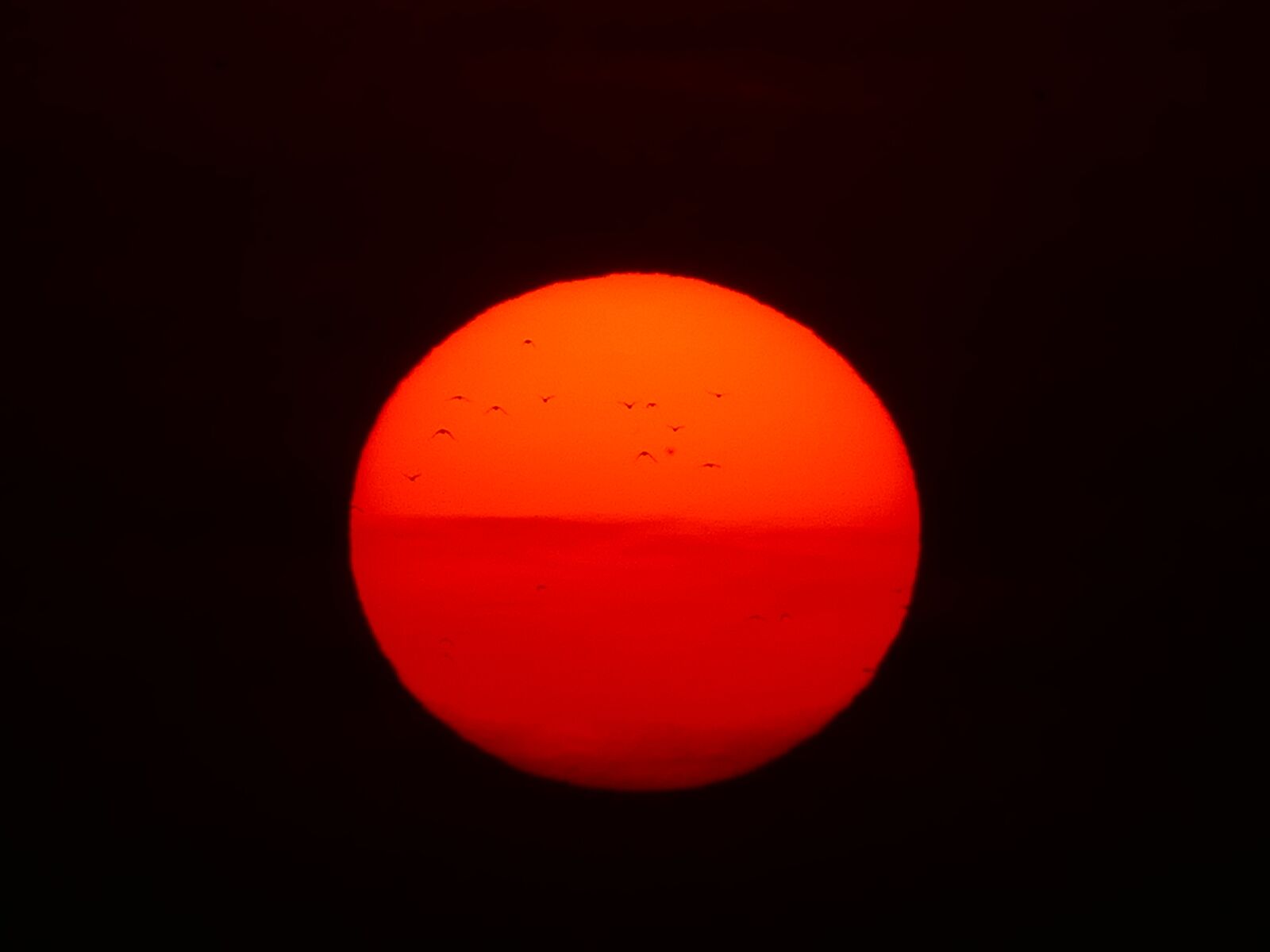 Panasonic Lumix DMC-FZ1000 sample photo. Sun, fireball, birds photography