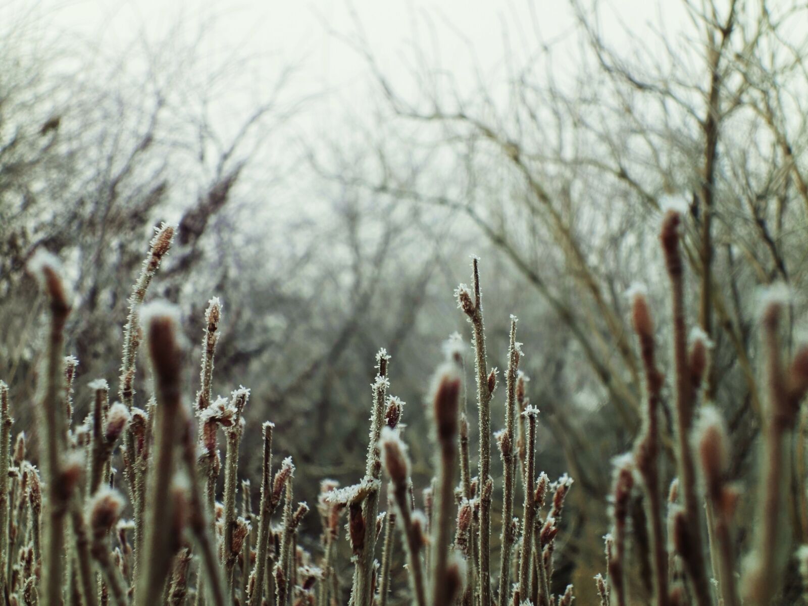 Sony Cyber-shot DSC-WX1 sample photo. Branches, bushes, frost, tree photography