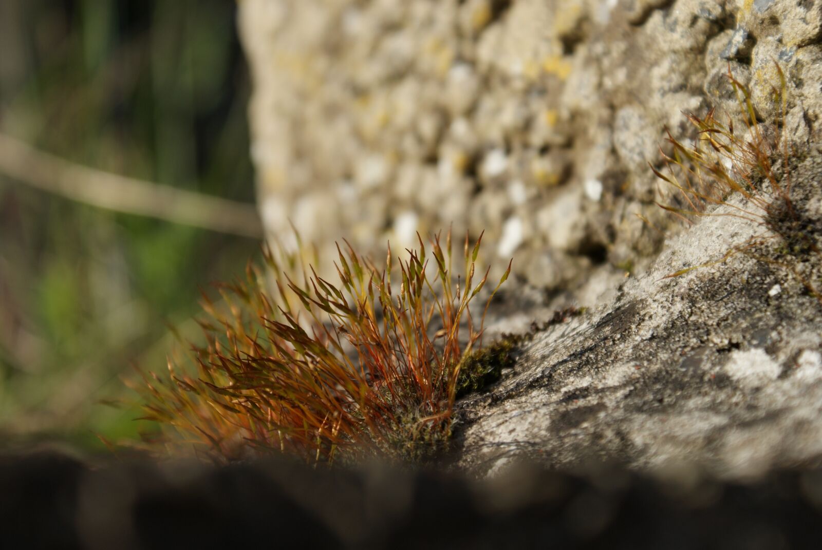 Sony Alpha DSLR-A200 sample photo. Plant, garden, spring photography