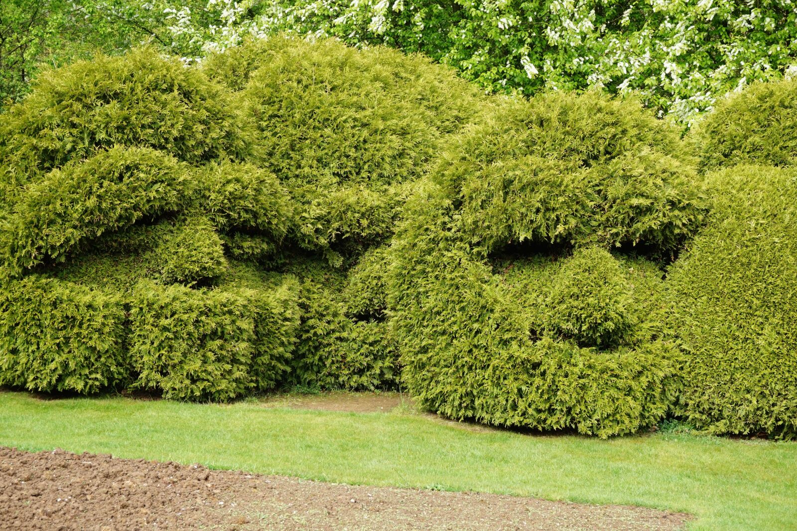 Sony Alpha a5000 (ILCE 5000) sample photo. Boxwood, garden, size photography