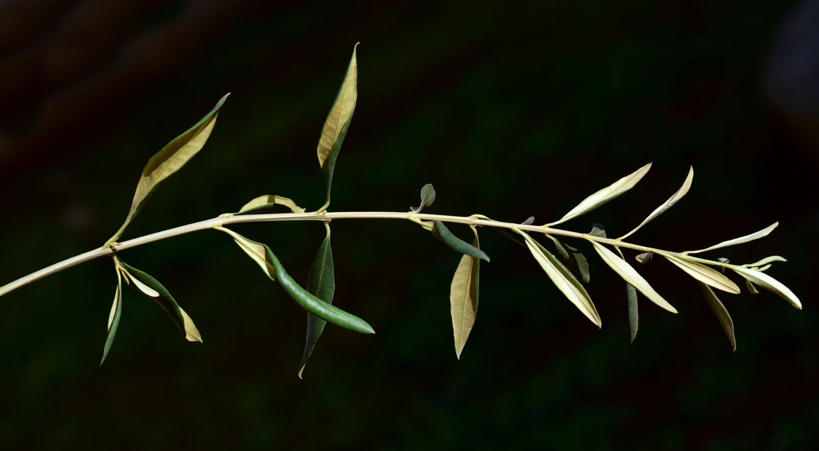 Nikon D3300 sample photo. Branch, olive branch, olivier photography