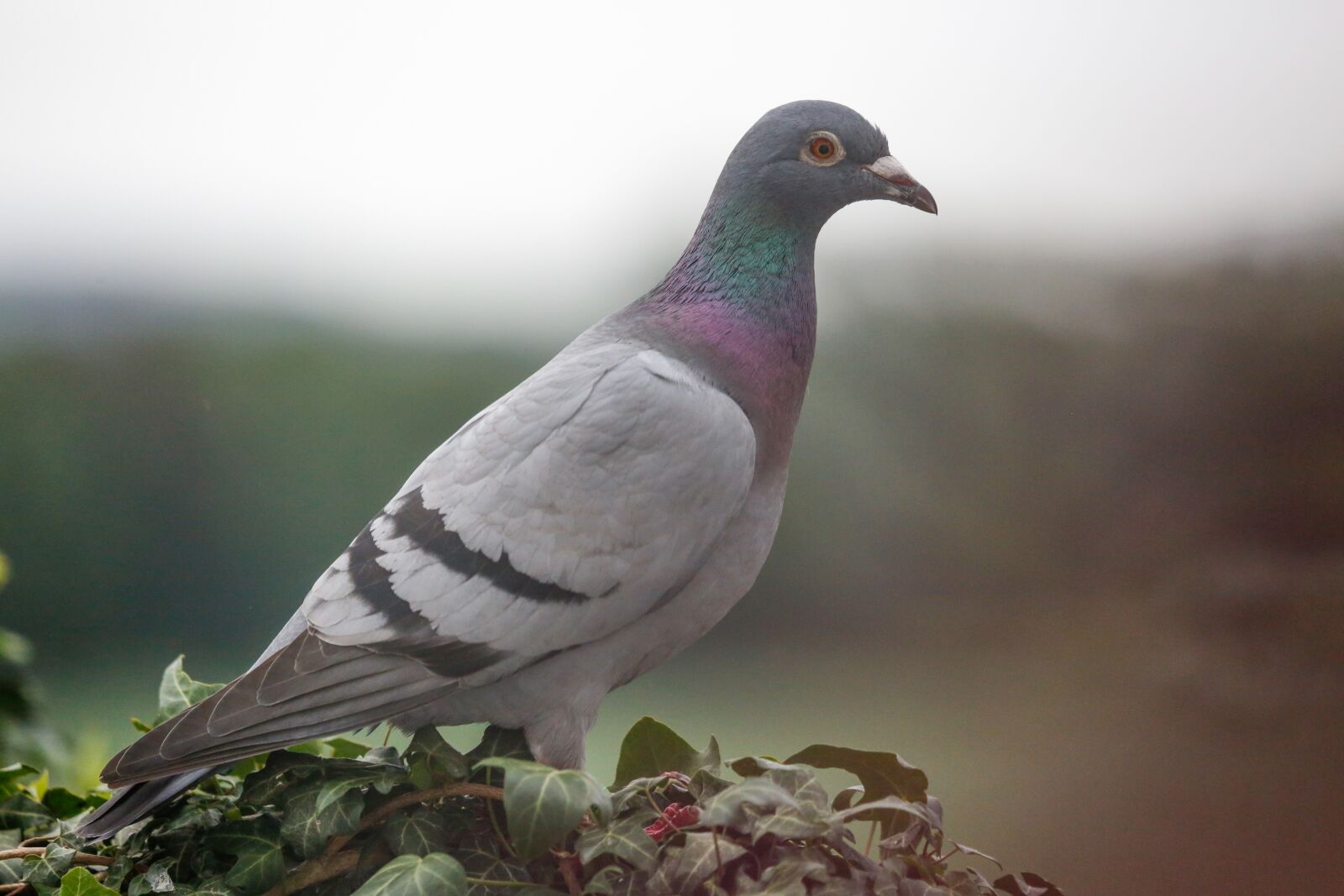 Canon EOS 5D Mark III sample photo. Homing pigeon, dove, bird photography