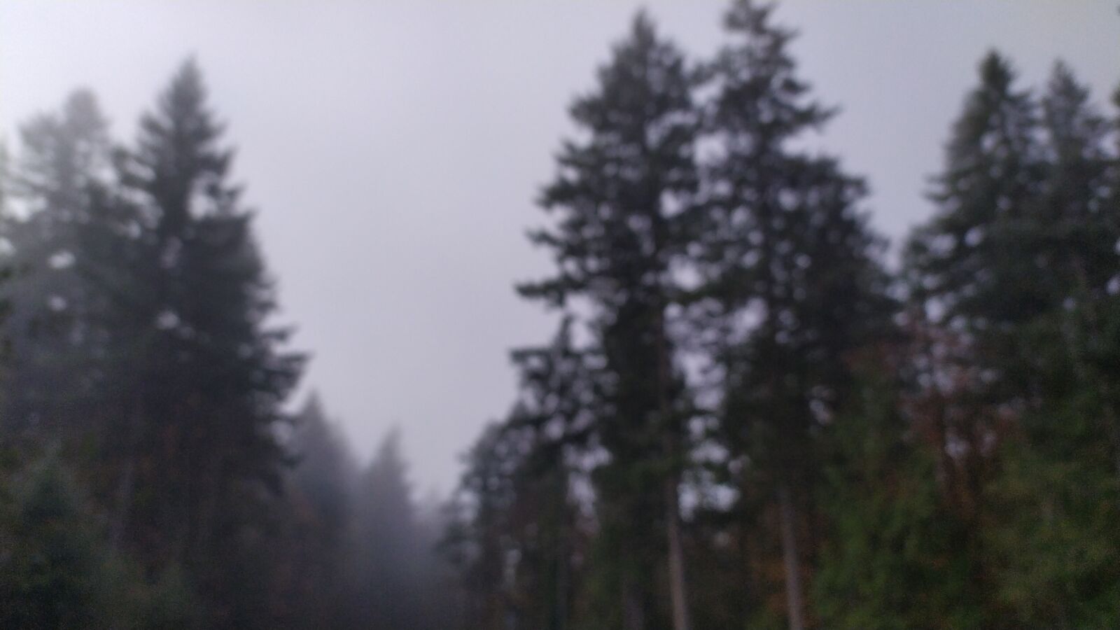 Xiaomi Redmi Note 7 sample photo. Woods, fog, scary photography
