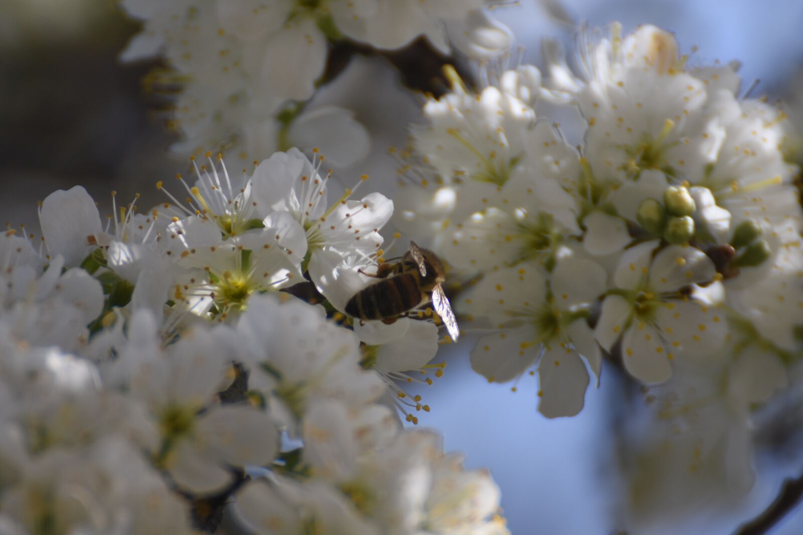 Nikon D7200 sample photo. Flowers, flowering, spring photography