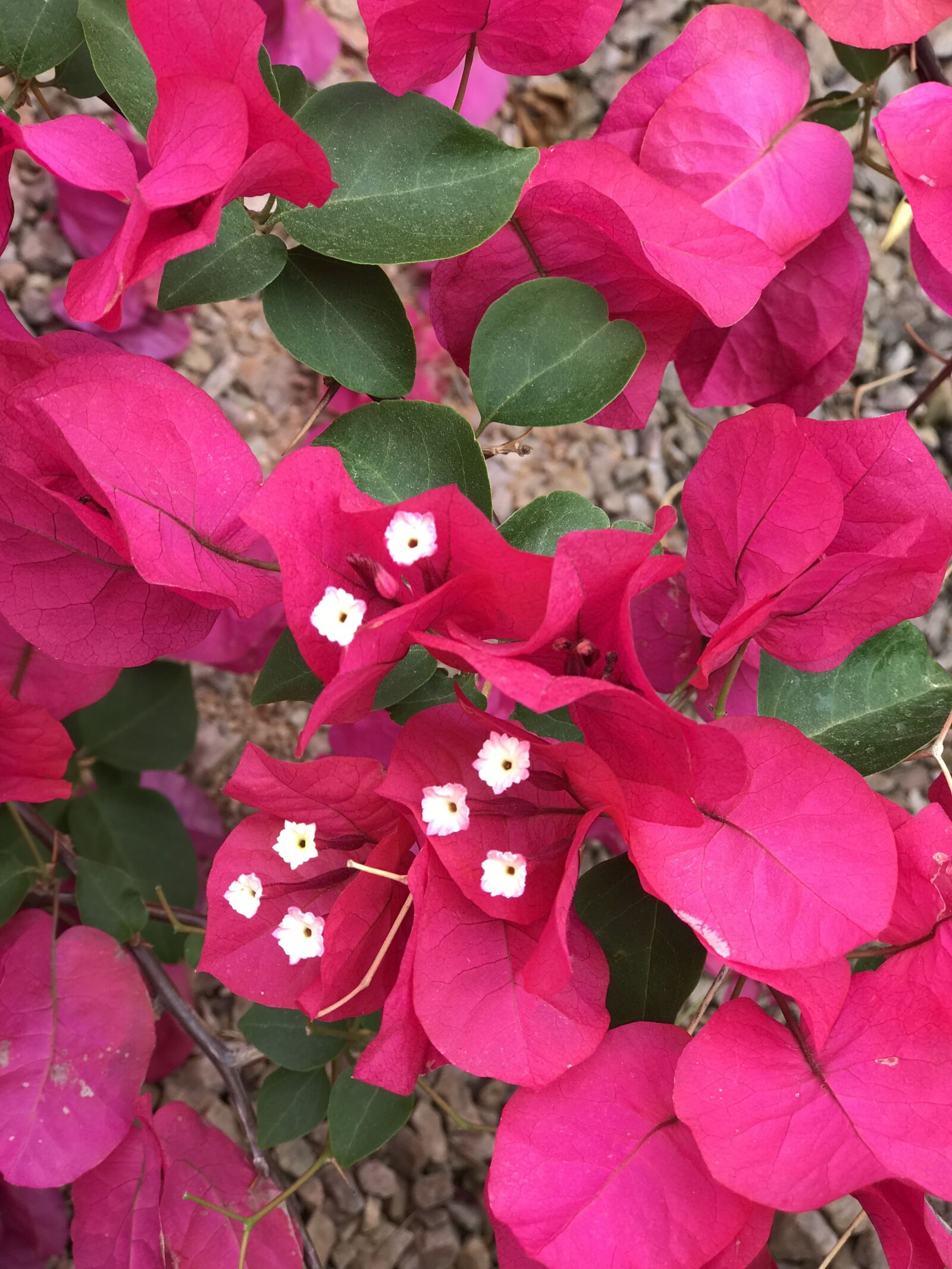 iPhone 7 Plus back dual camera 6.6mm f/2.8 sample photo. Pink, flower, bougainvillea photography