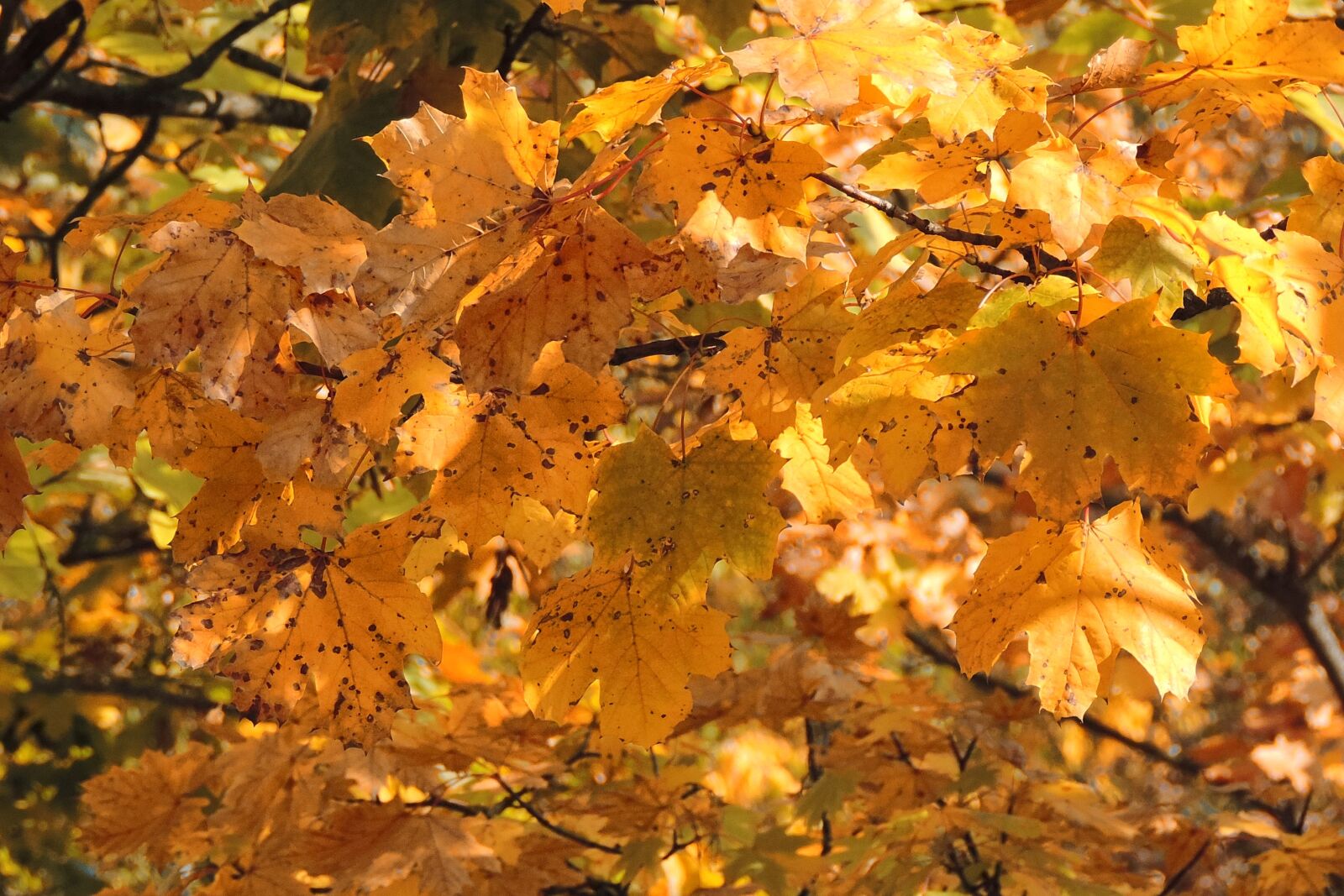 Nikon Coolpix P520 sample photo. Leaves, fall foliage, fall photography