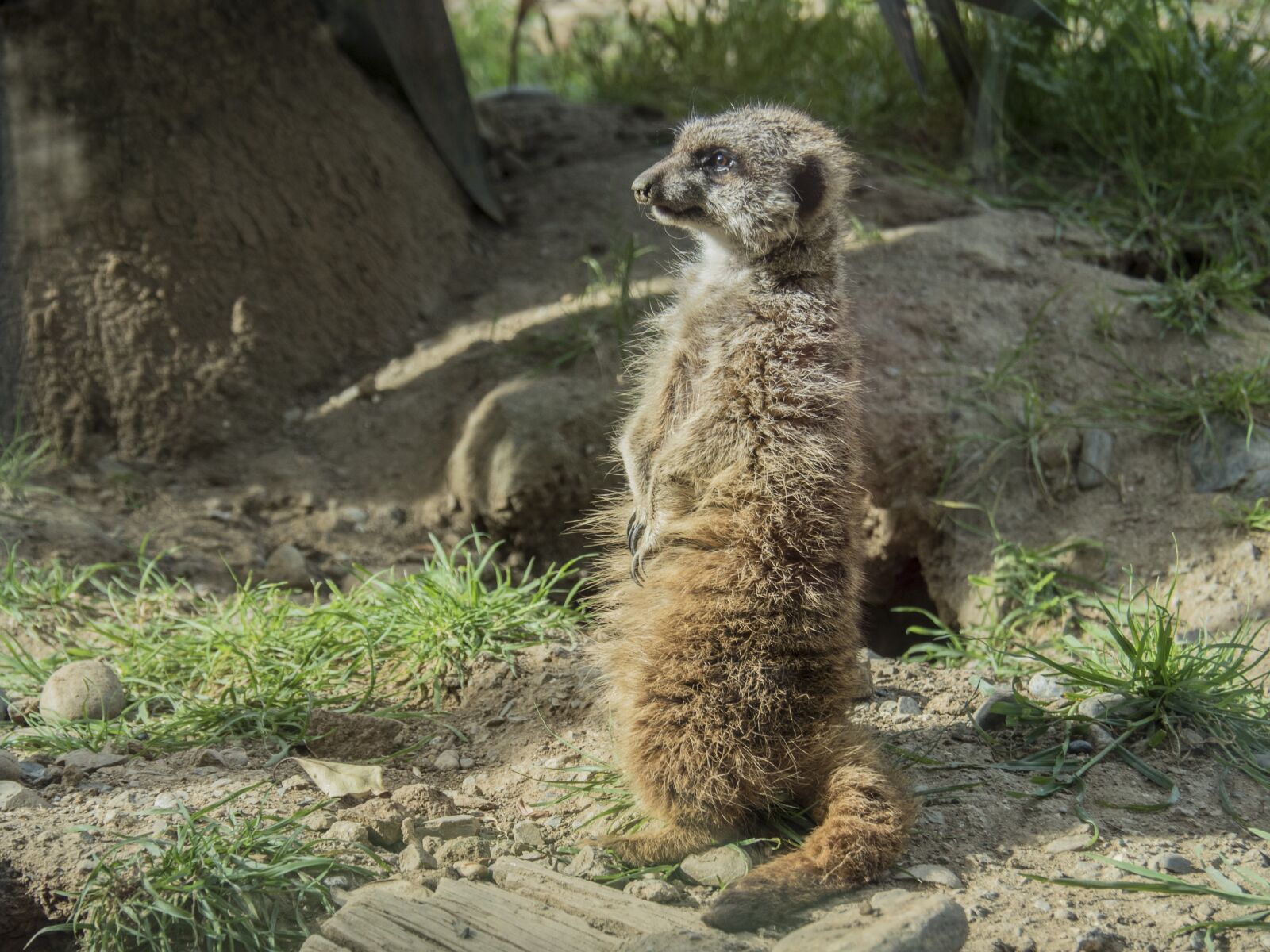 Olympus OM-D E-M5 II sample photo. Meerkat, watchman, dawn photography