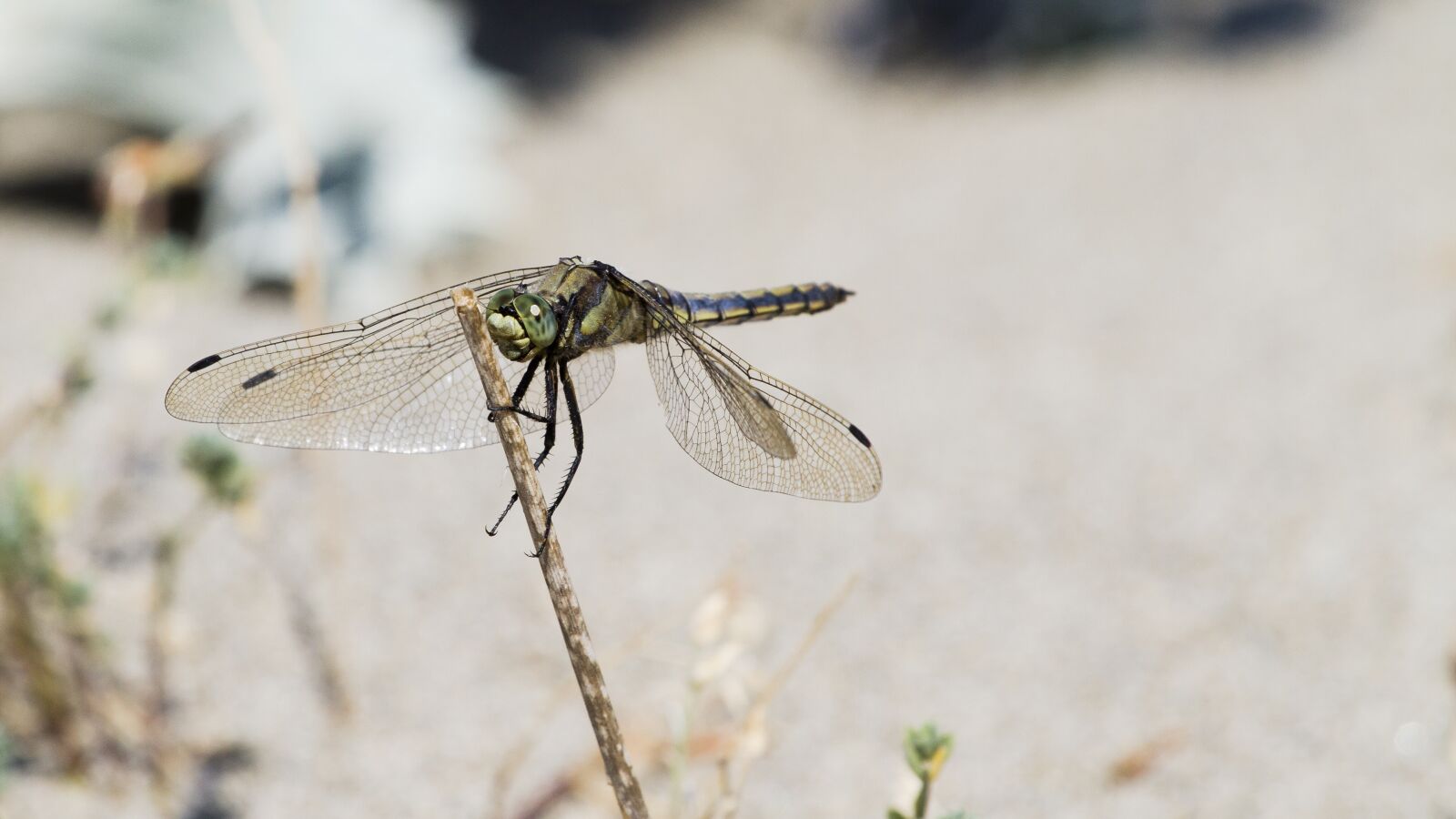 Canon EOS 7D + Canon EF 70-200mm F4L USM sample photo. Dragonfly, nature, close up photography