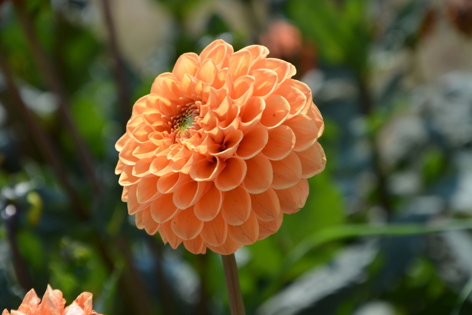 Nikon D5200 sample photo. Flower, flowers, flowering photography