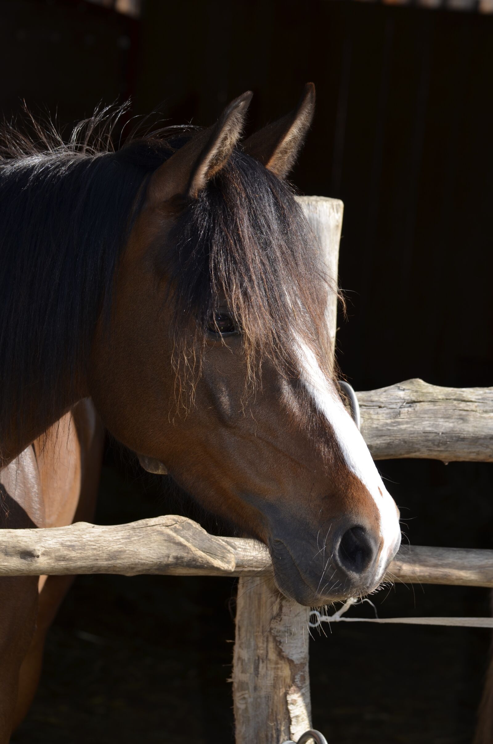 Nikon D5100 sample photo. Pony, mane, brown photography