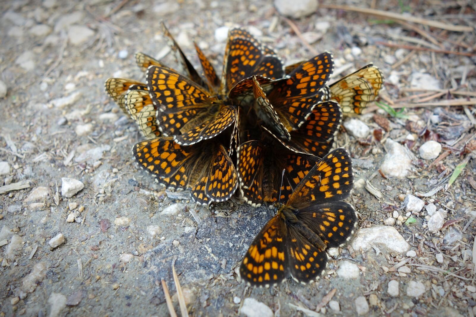 Sony Cyber-shot DSC-RX100 sample photo. Heath fritillary, butterflies, insects photography