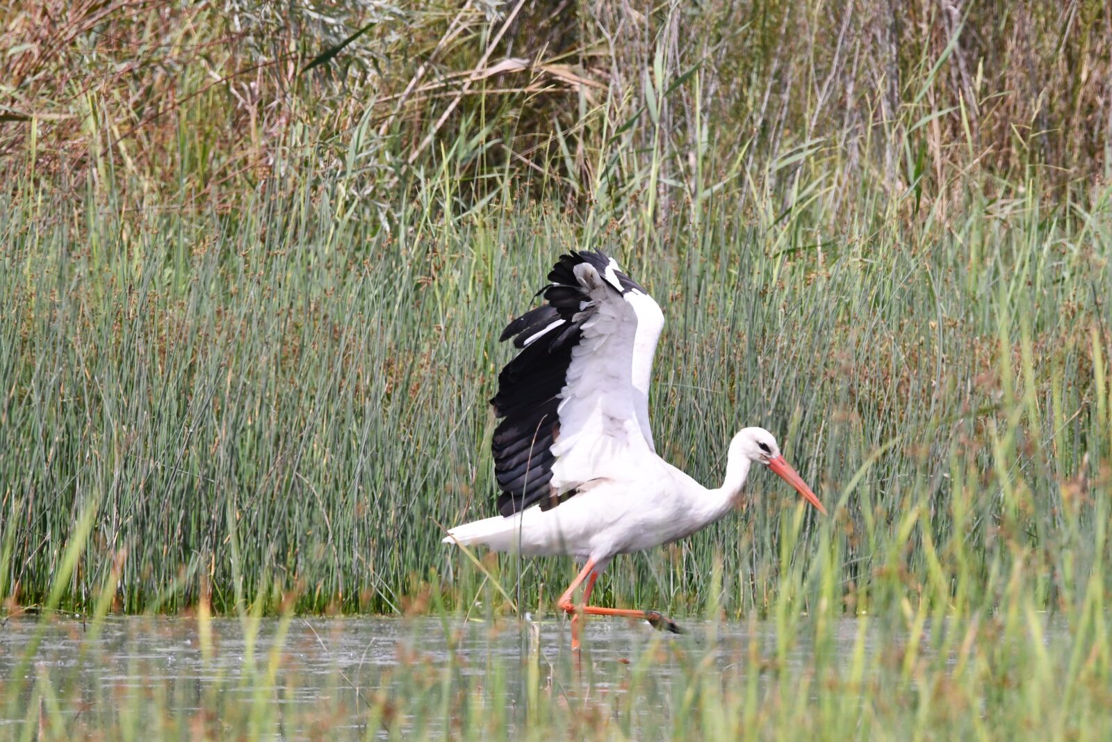 Nikon D7500 sample photo. Cig e a, biodiversity photography