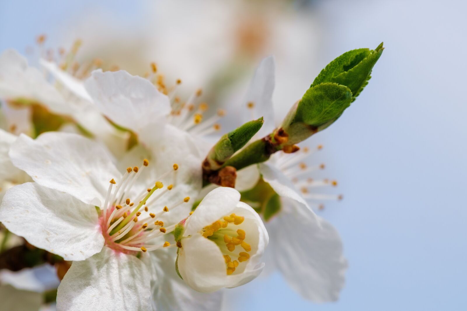 Fujifilm X-T2 + Fujifilm XF 80mm F2.8 R LM OIS WR Macro sample photo. Cherry blossom, blossom, bloom photography