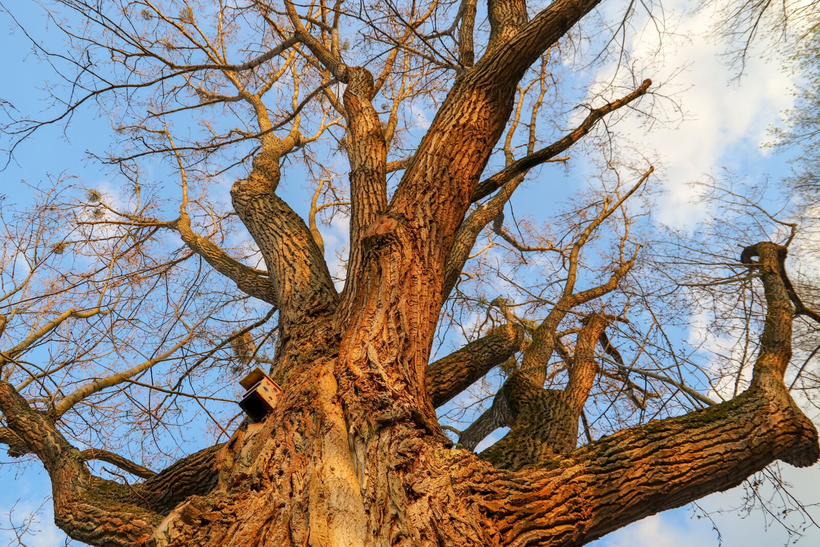 Canon EOS 6D Mark II sample photo. Tree, forest, nature photography