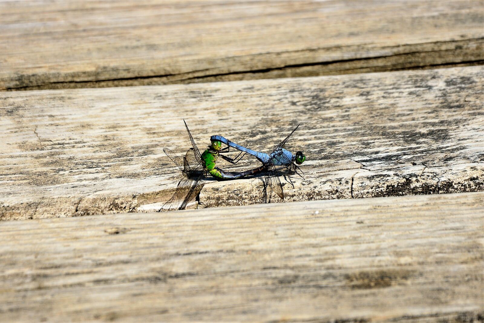 Nikon D7100 sample photo. Dragonflies mating, large, closeup photography