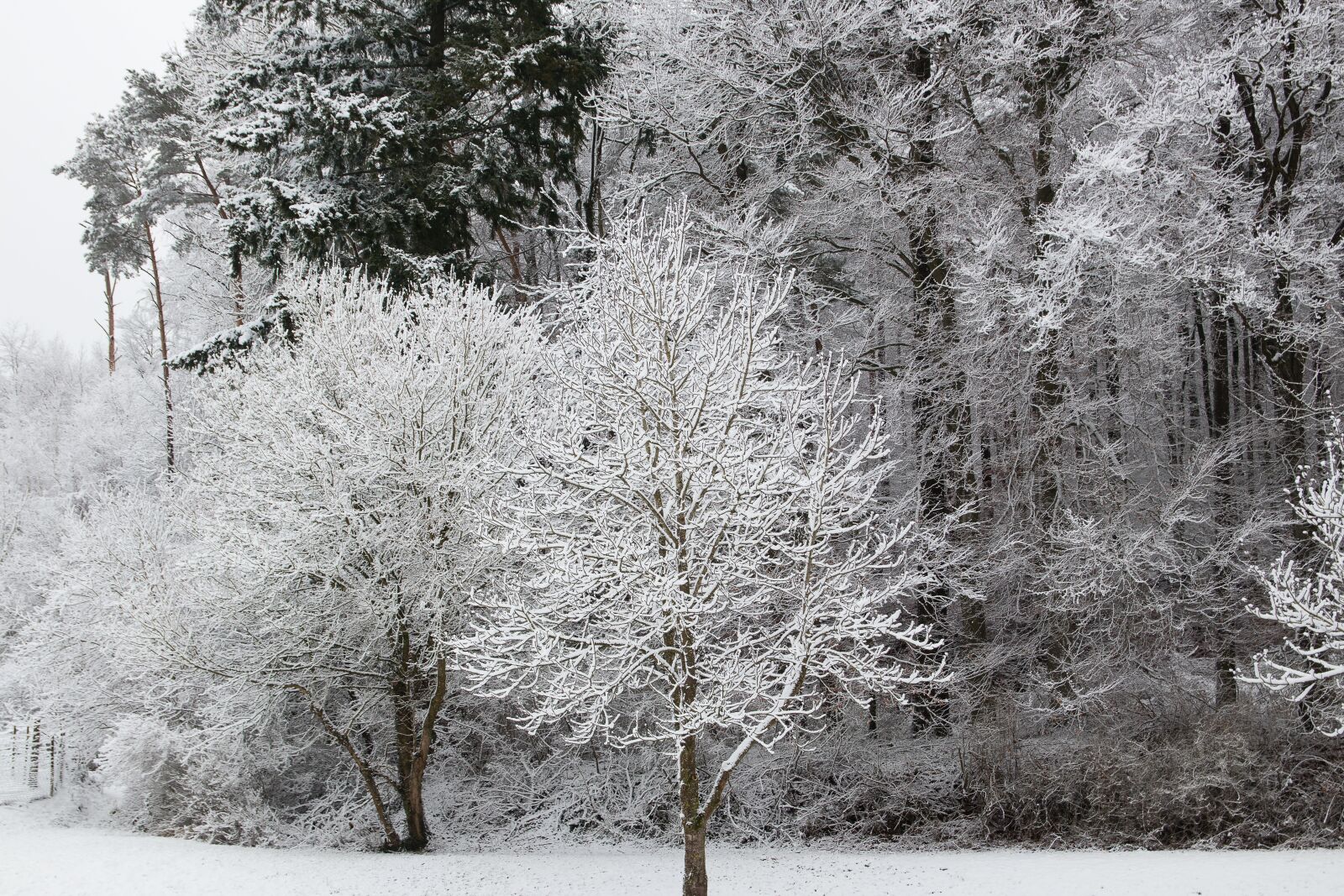 Canon EOS 80D sample photo. Trees, snow, winter photography