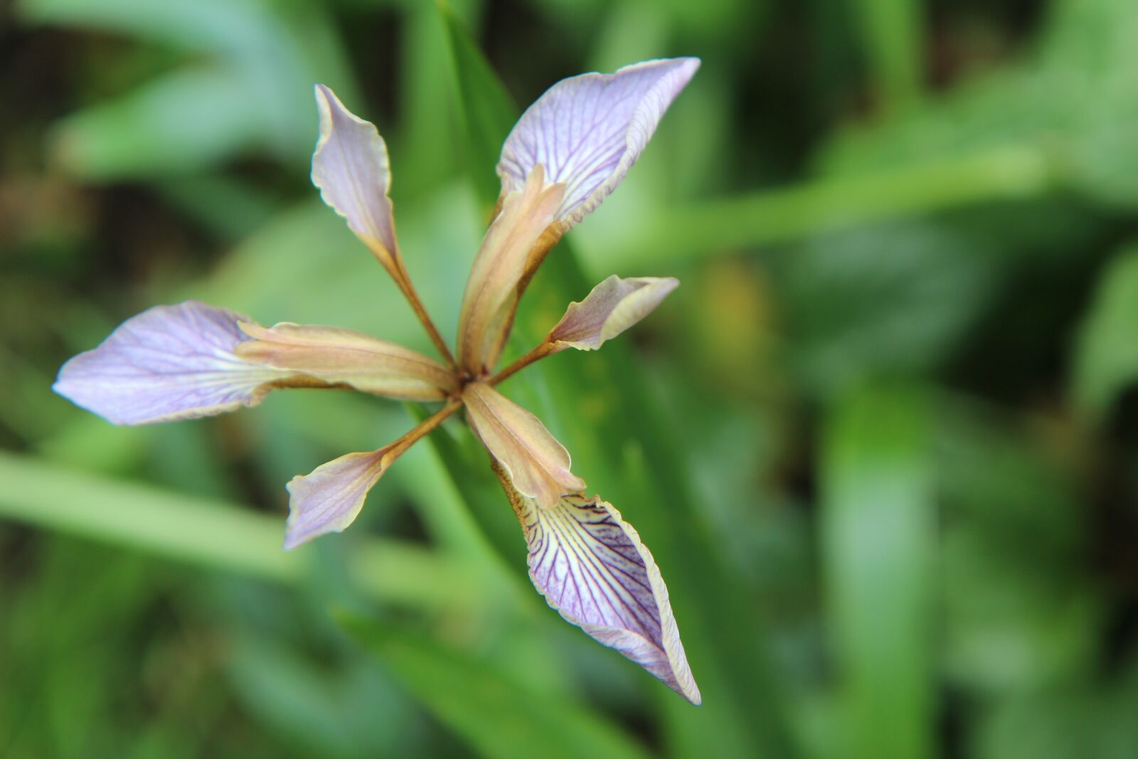 Canon EOS 600D (Rebel EOS T3i / EOS Kiss X5) sample photo. Iris, iris wild, iris photography