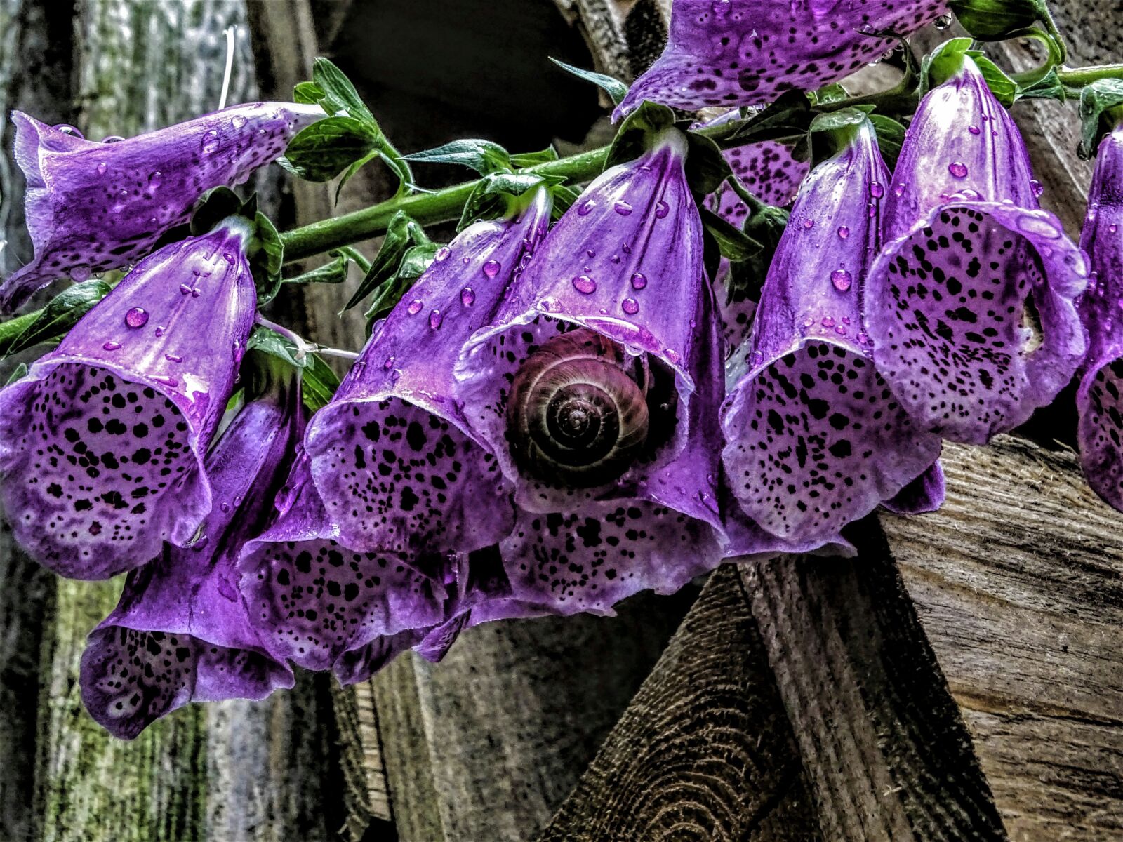 Sony Cyber-shot DSC-HX400V sample photo. Flowers, thimble, natural tur photography