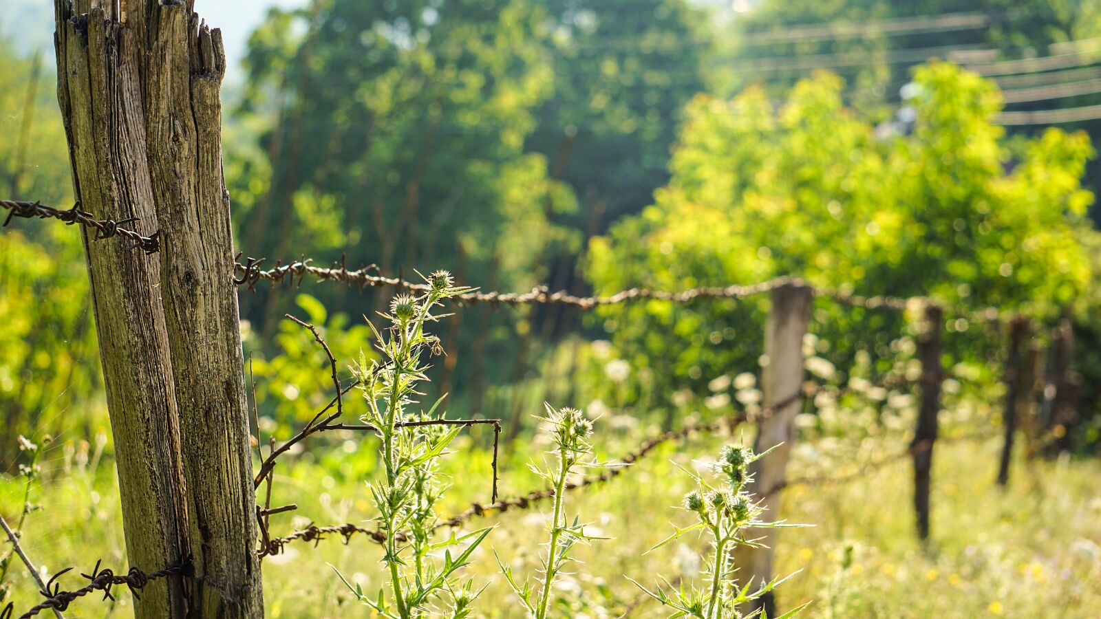 Sony a6000 sample photo. Nature, tree, wood-fibre boards photography