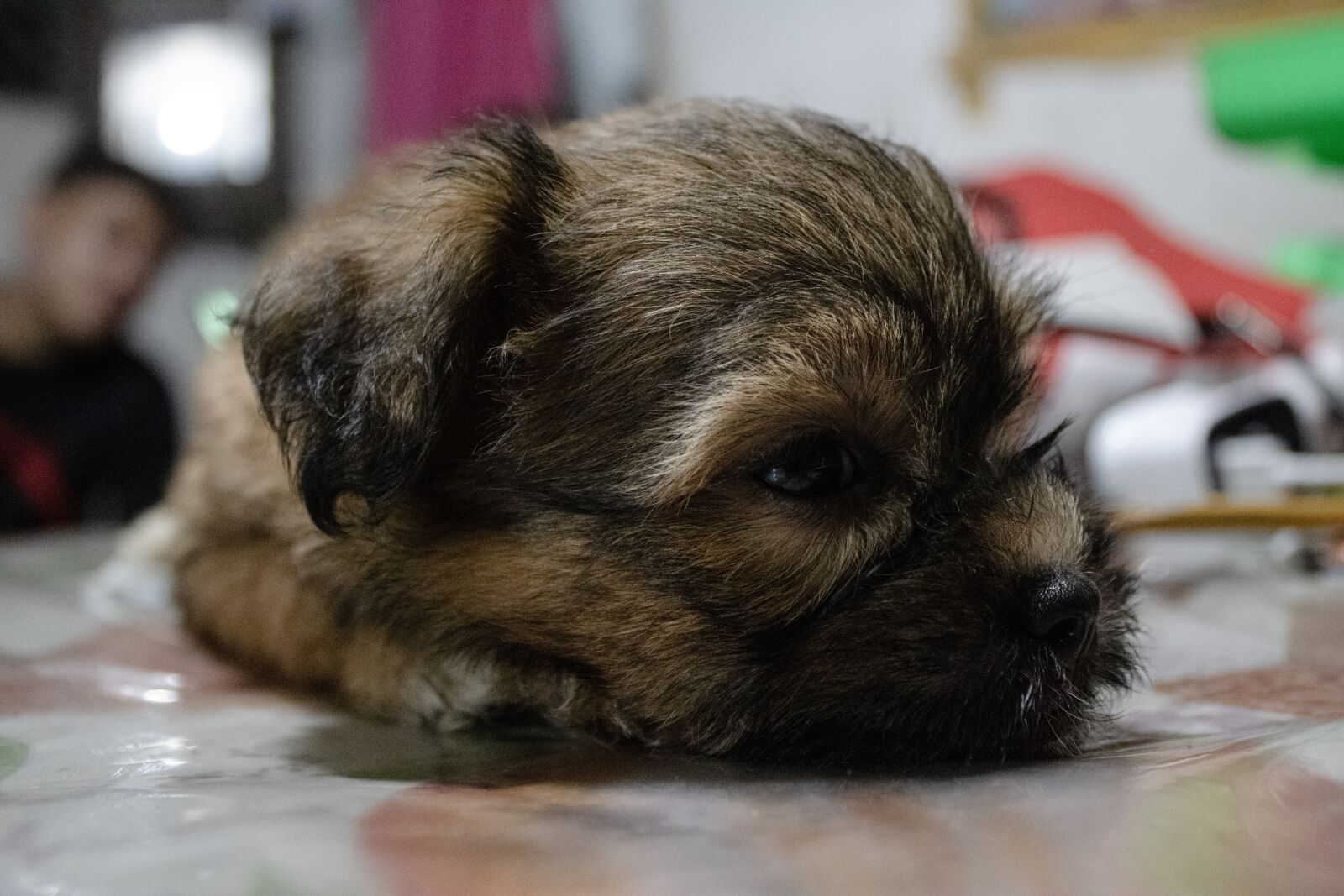 Canon EOS 2000D (EOS Rebel T7 / EOS Kiss X90 / EOS 1500D) sample photo. Shih tzu, puppy, shih photography