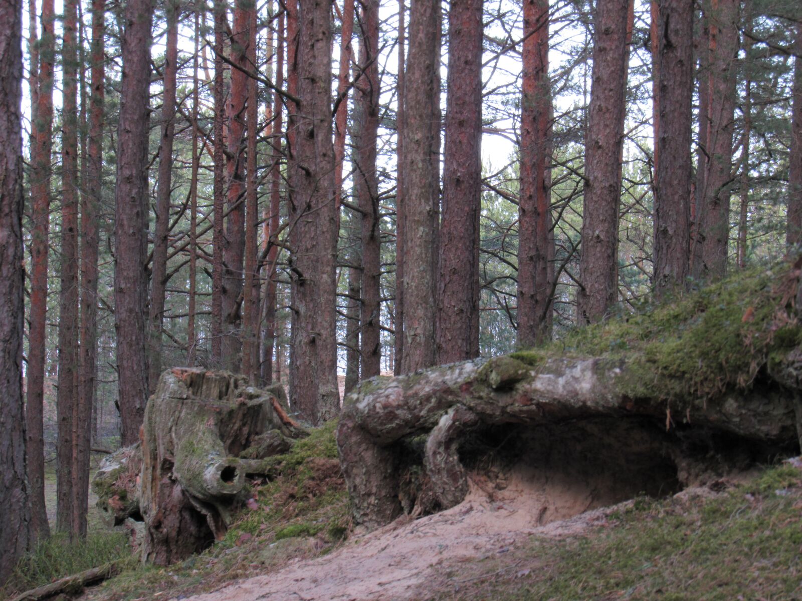 Canon PowerShot SX530 HS sample photo. Nature, park, forest photography