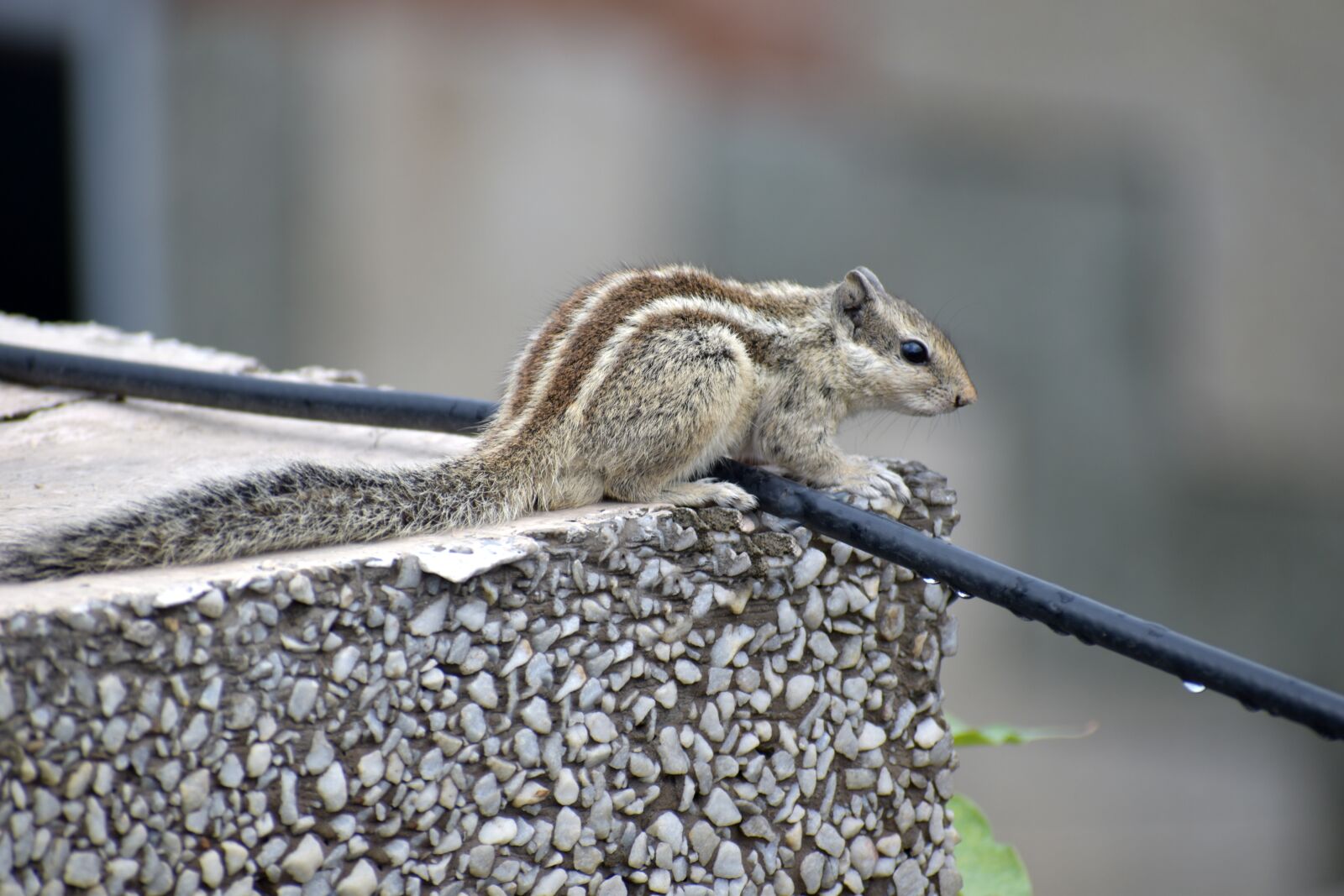 Nikon D5600 sample photo. Squirrel, on the edge photography