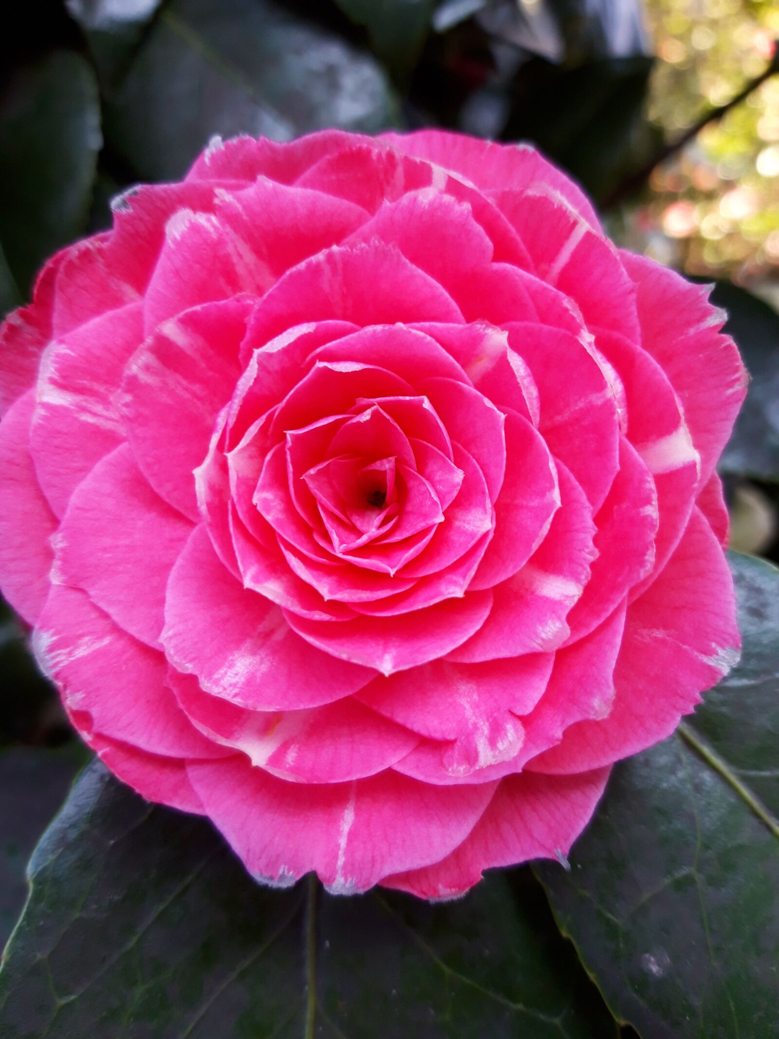 Samsung Galaxy A6 sample photo. Pink flower, spring, nature photography