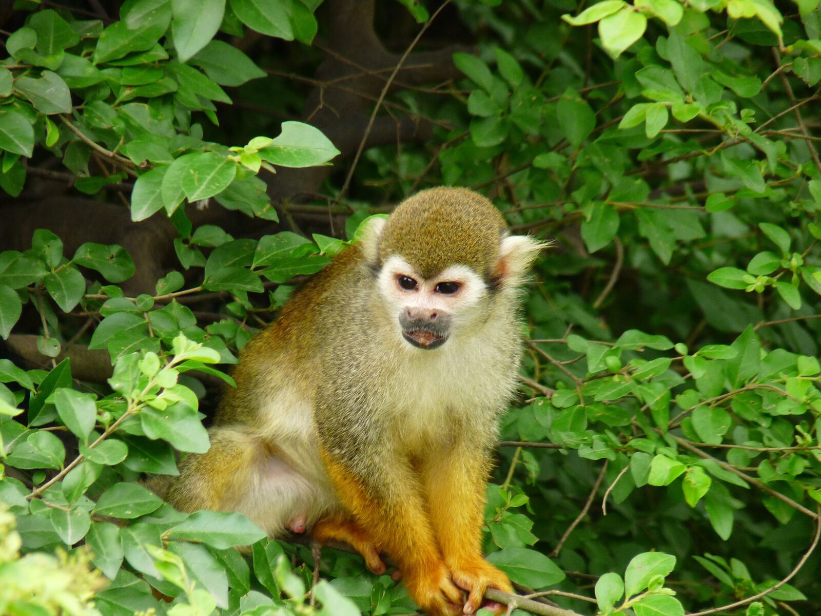 Panasonic Lumix DMC-FZ28 sample photo. Animal, monkey, green photography