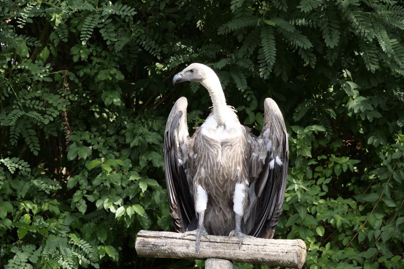 Panasonic Lumix DC-G9 sample photo. Animal world, bird, vulture photography