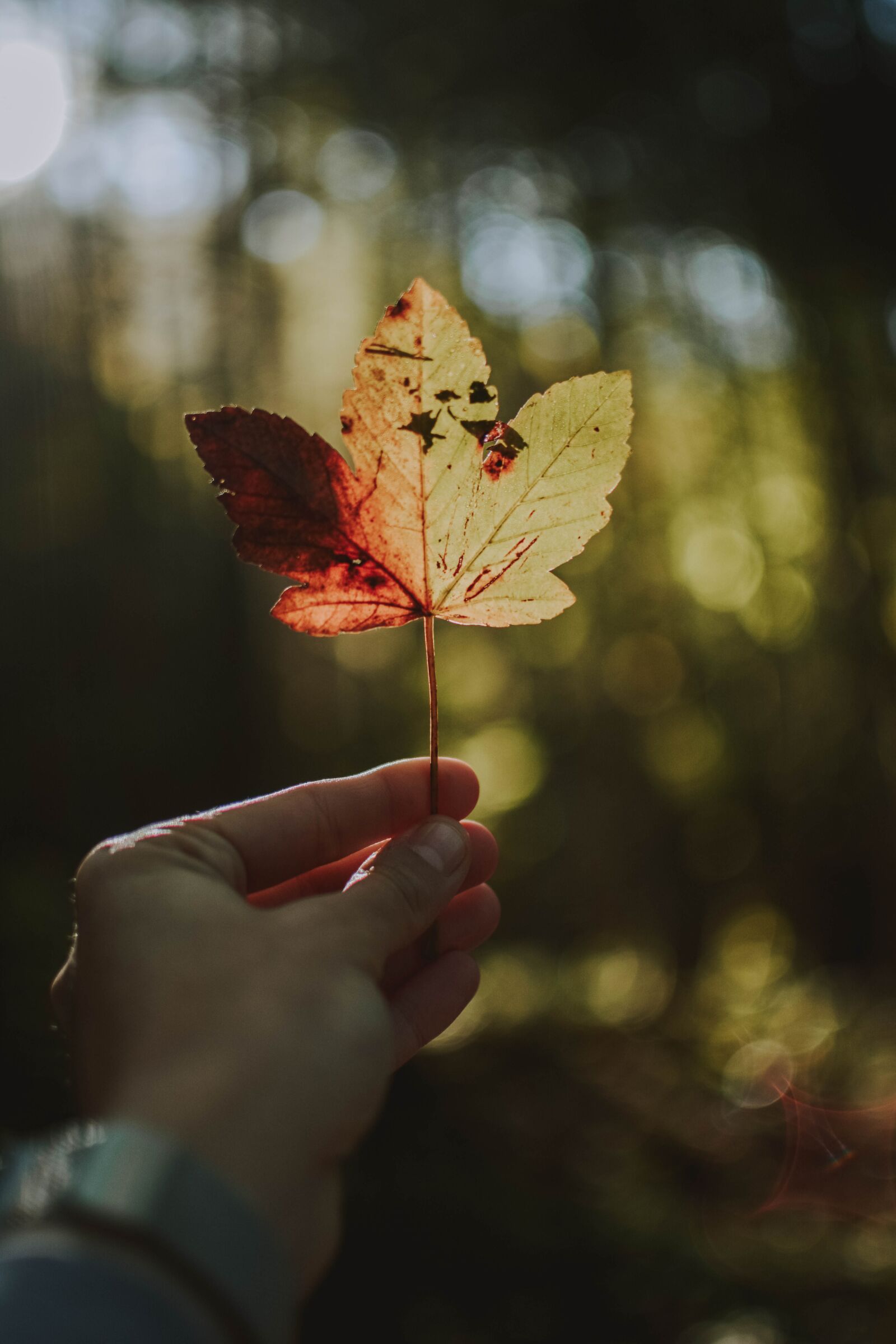 Nikon D5200 sample photo. Nature, landscape, forest photography