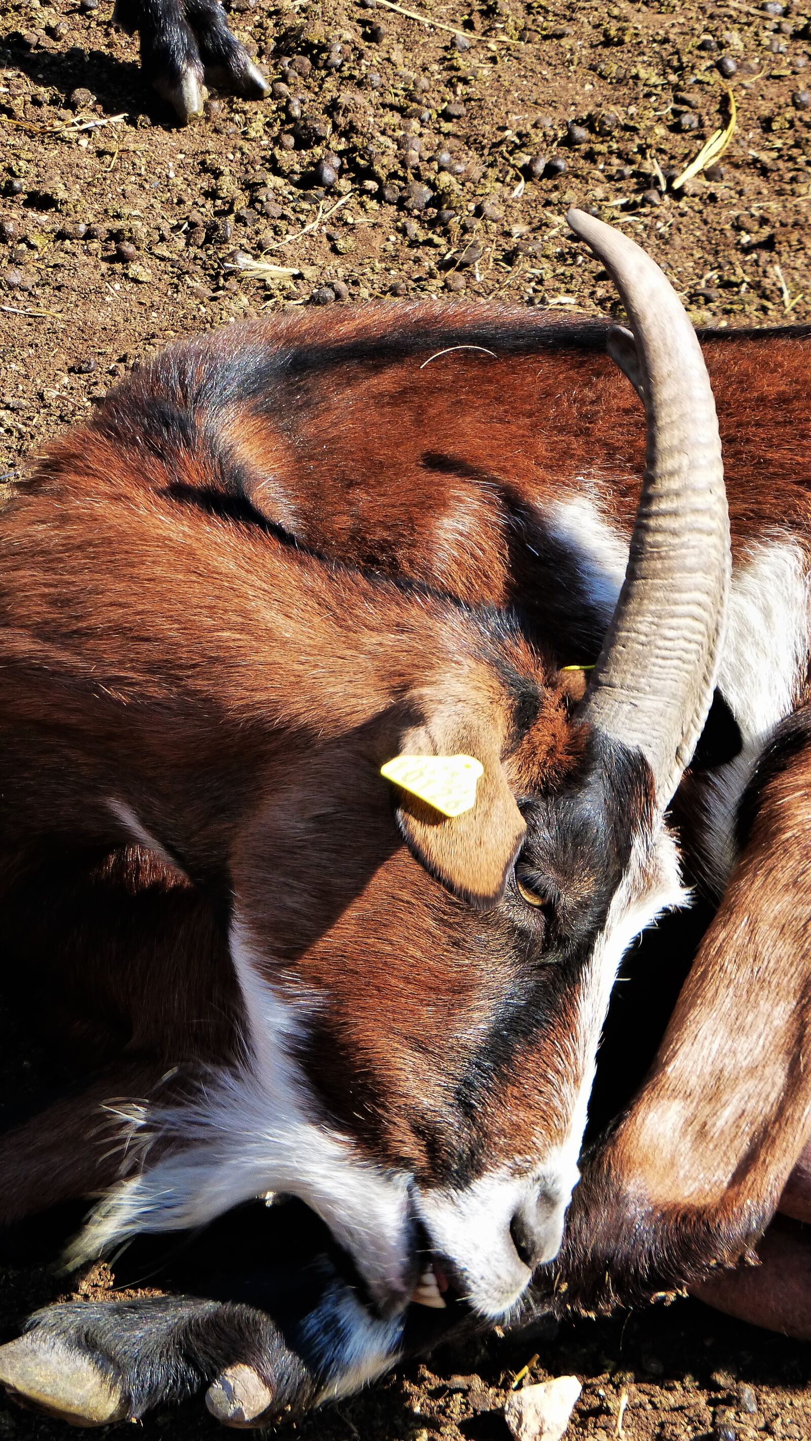 Panasonic Lumix DMC-ZS25 (Lumix DMC-TZ35) sample photo. France, herald, goat photography