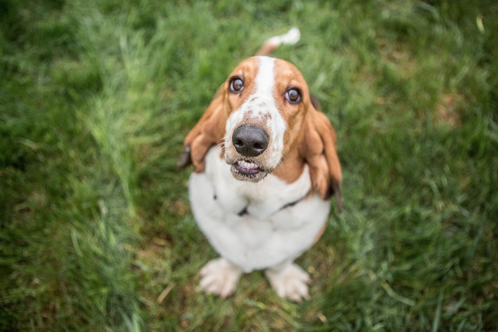 Canon EOS 5D Mark III sample photo. Basset hound, dog, hound photography