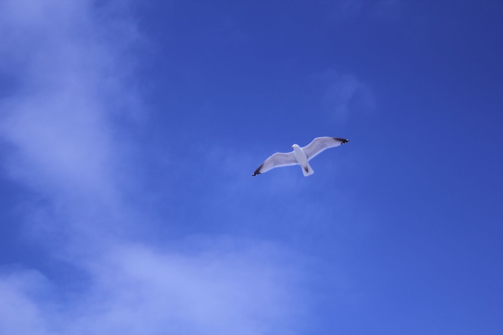Canon EOS 550D (EOS Rebel T2i / EOS Kiss X4) sample photo. Sky, bird, flying photography