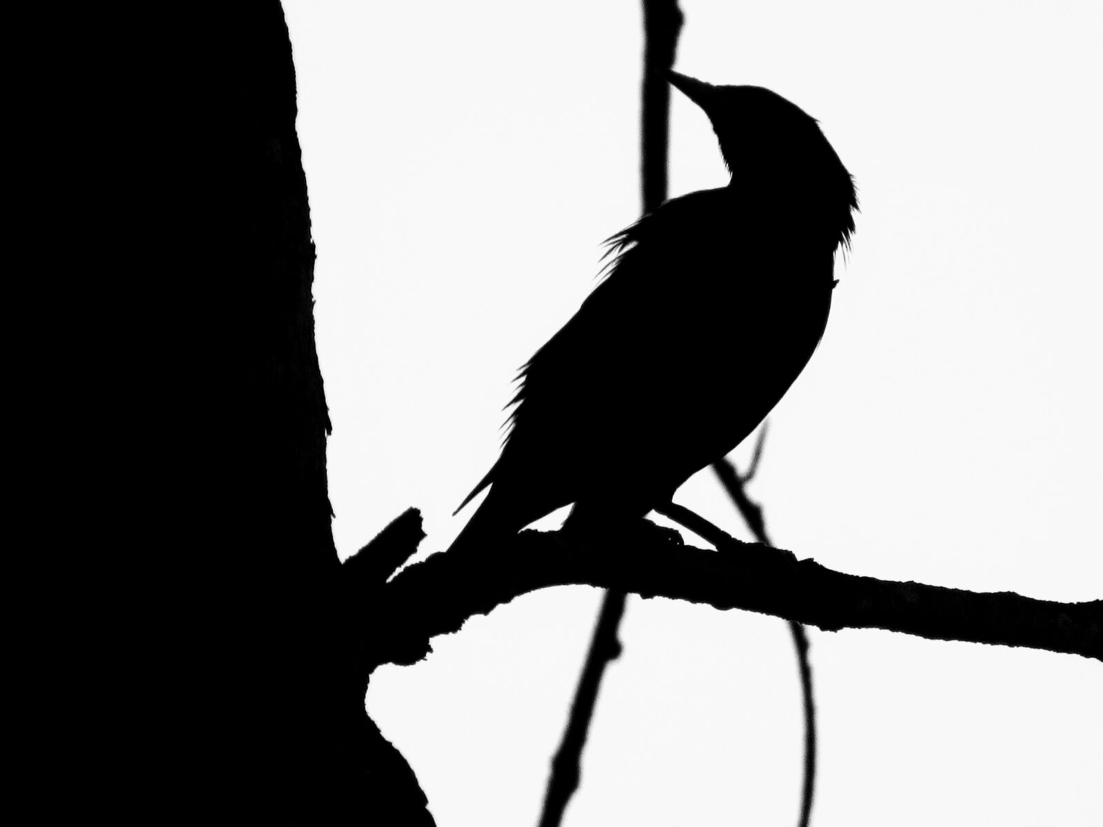 Canon PowerShot SX530 HS sample photo. Bird, art, silhouette photography
