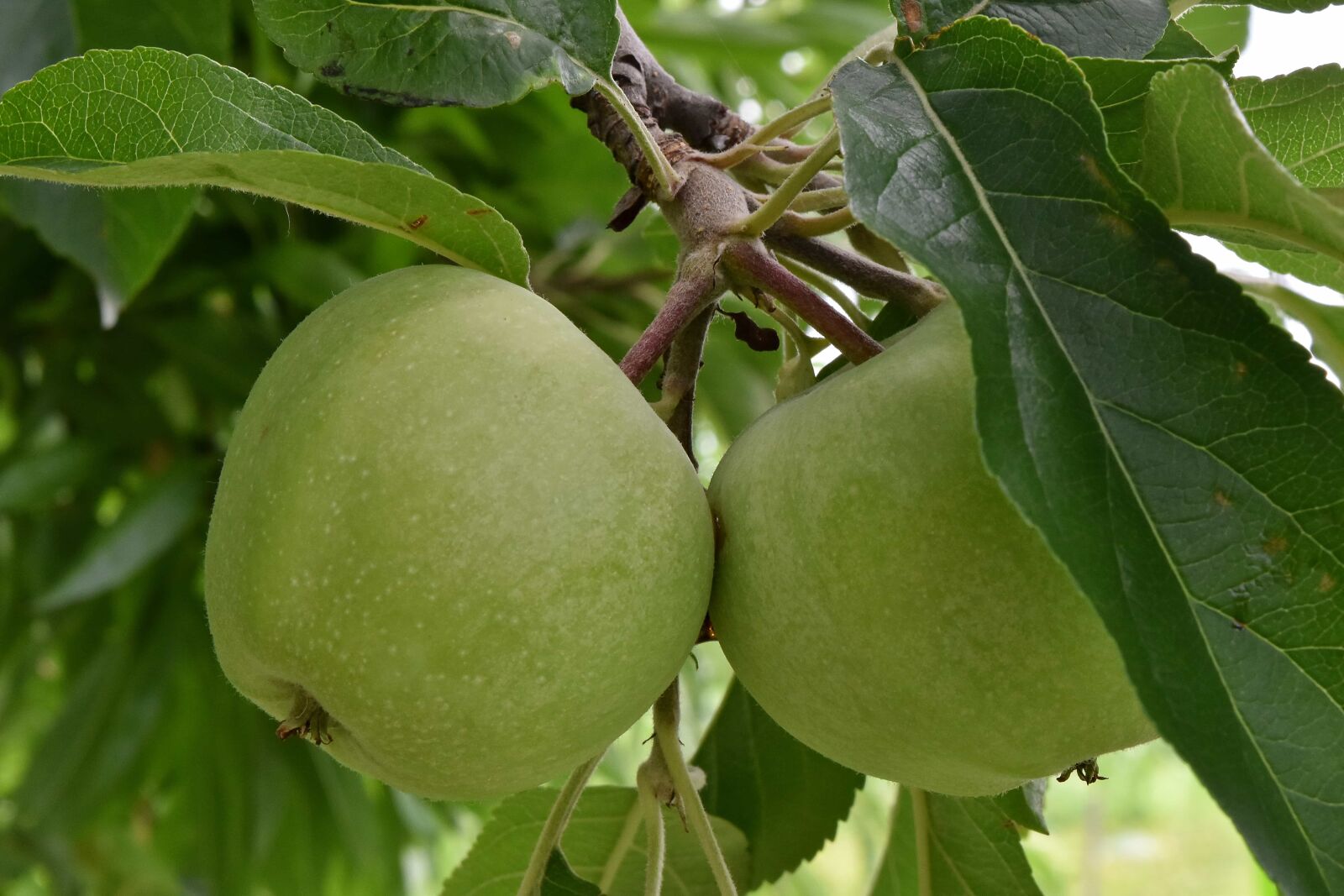 Nikon D5500 sample photo. Agriculture, apple tree, apples photography