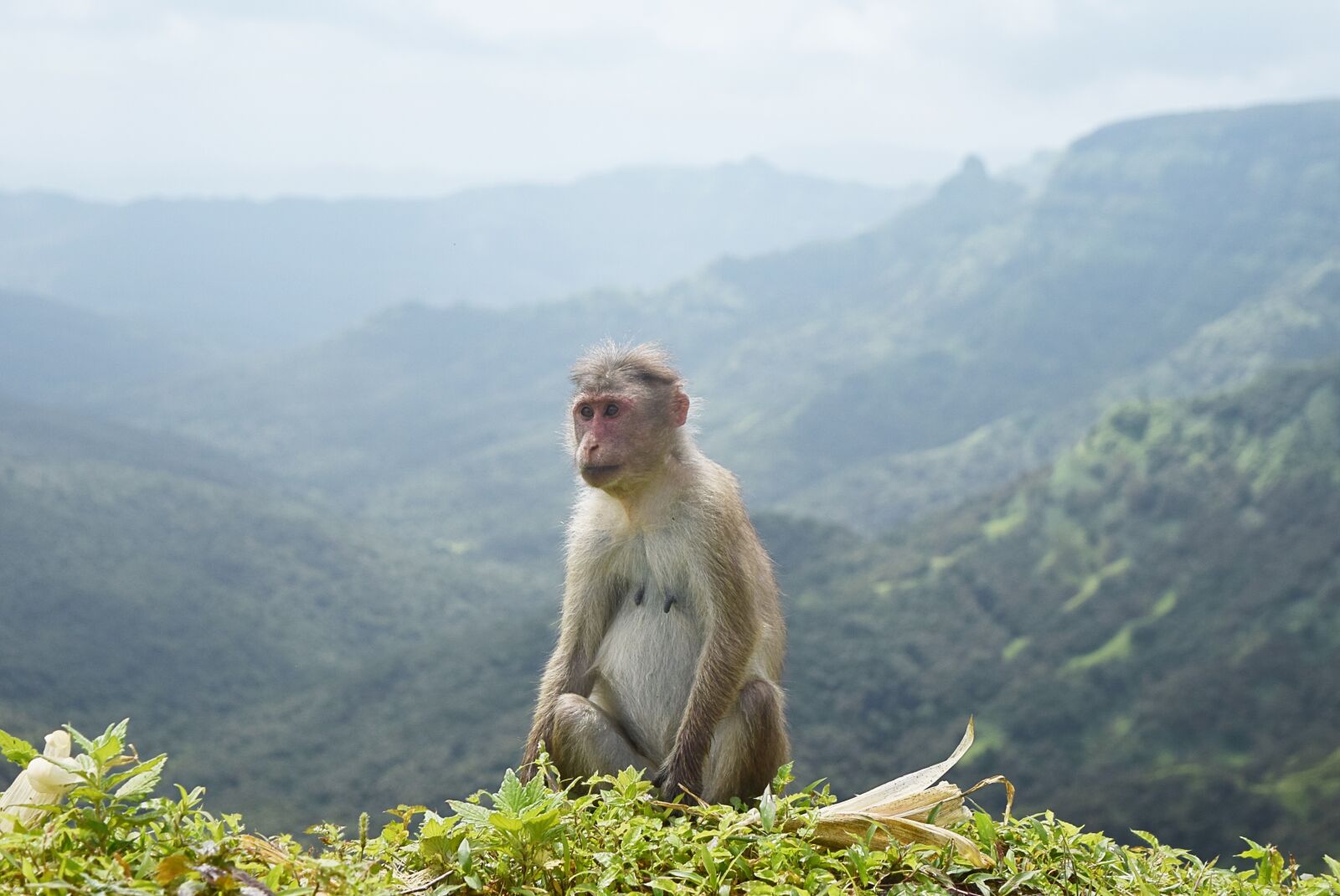 Nikon D5300 sample photo. Animal, monkey, wildlife photography