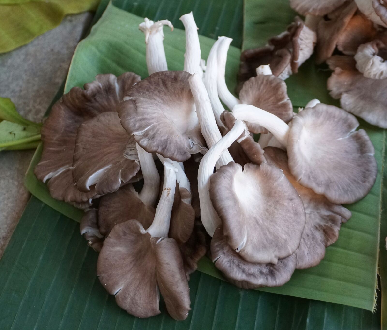 Sony a6300 sample photo. Wild, fungus, mushroom photography