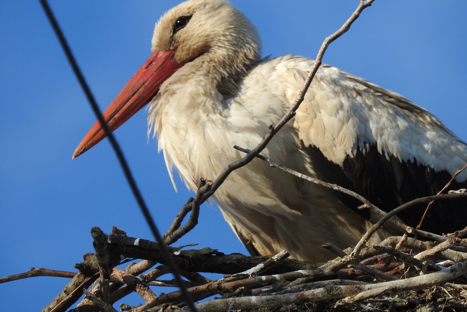 Nikon Coolpix P900 sample photo. Crow's nest, stork, bird photography