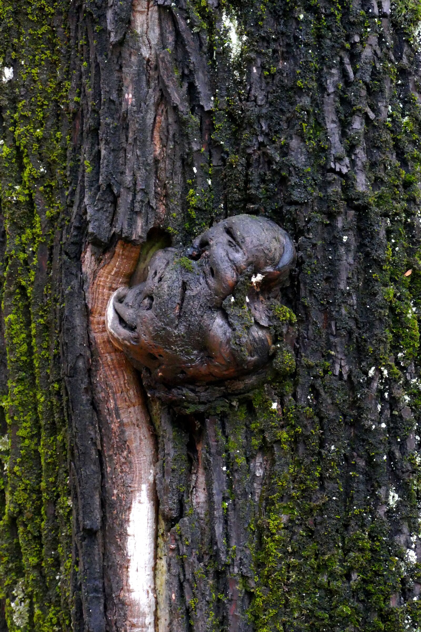 Panasonic Lumix DMC-FZ1000 sample photo. Tree, wood, nature photography