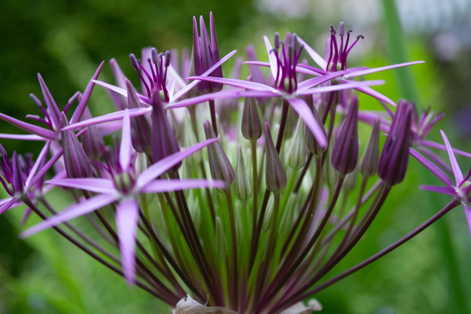 Nikon D3100 sample photo. Summer, nature, flowers photography