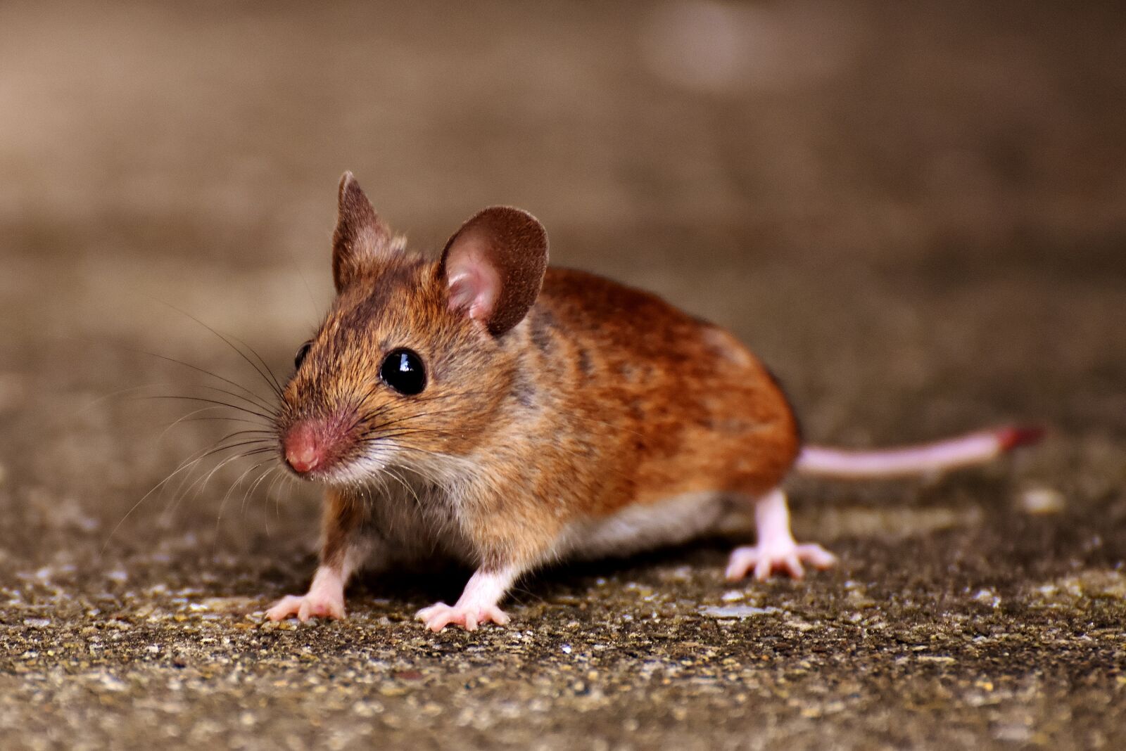 Nikon D7200 sample photo. Wood mouse, nager, cute photography
