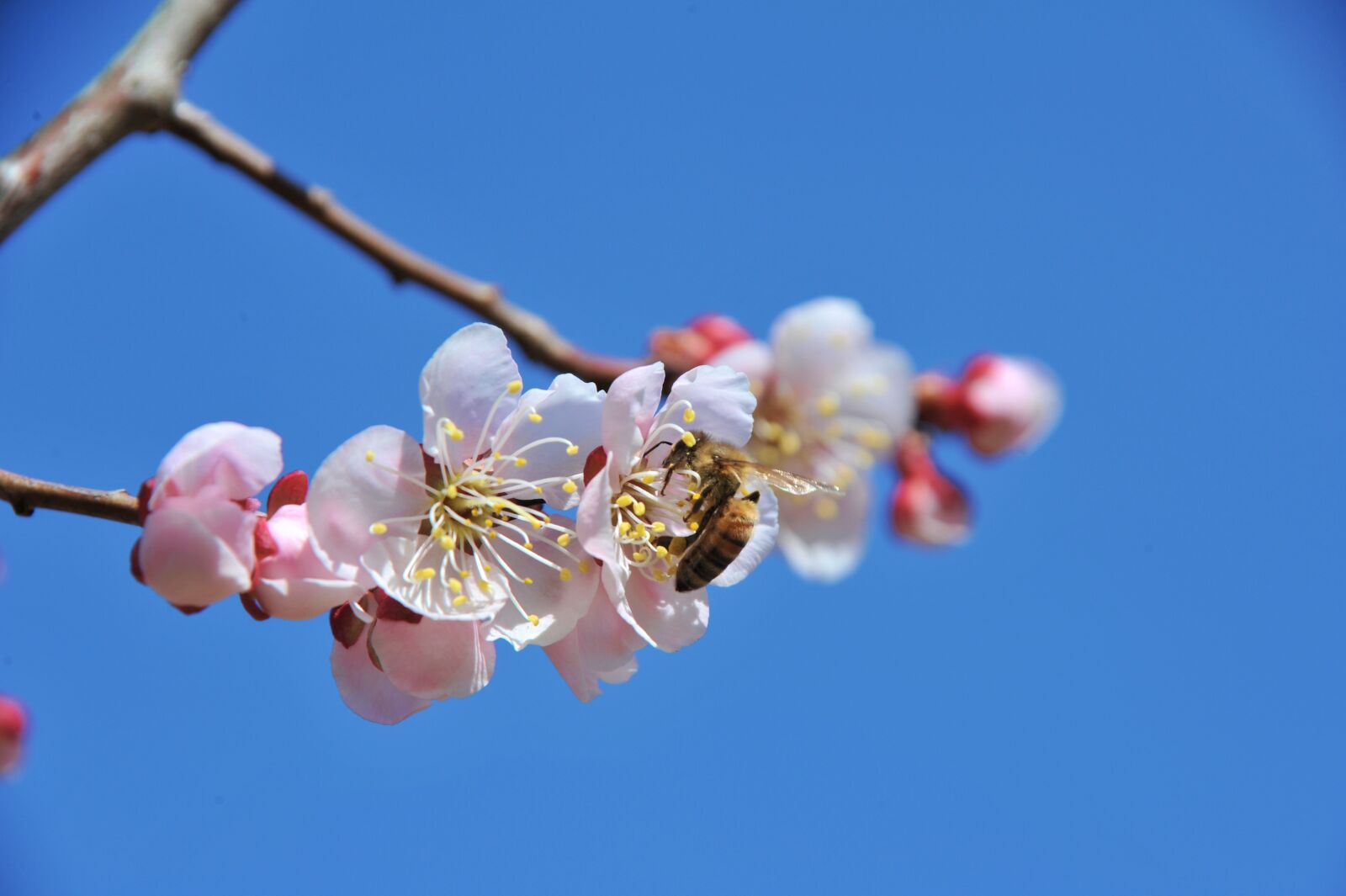 Nikon D700 sample photo. Flowers, spring, cherry blossom photography