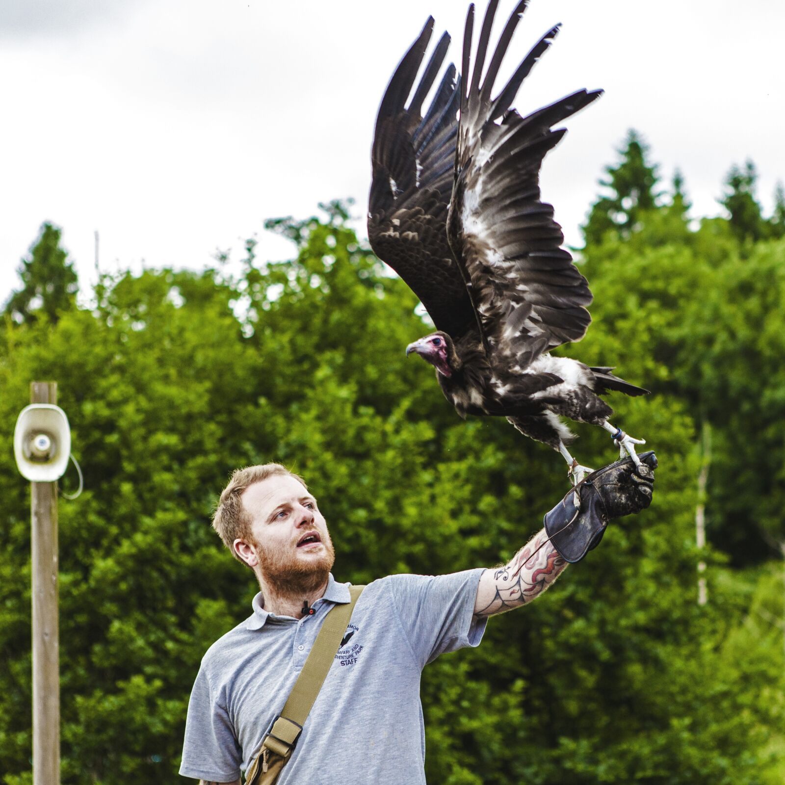 Canon EOS 5D Mark II sample photo. The eagles, fly, united photography