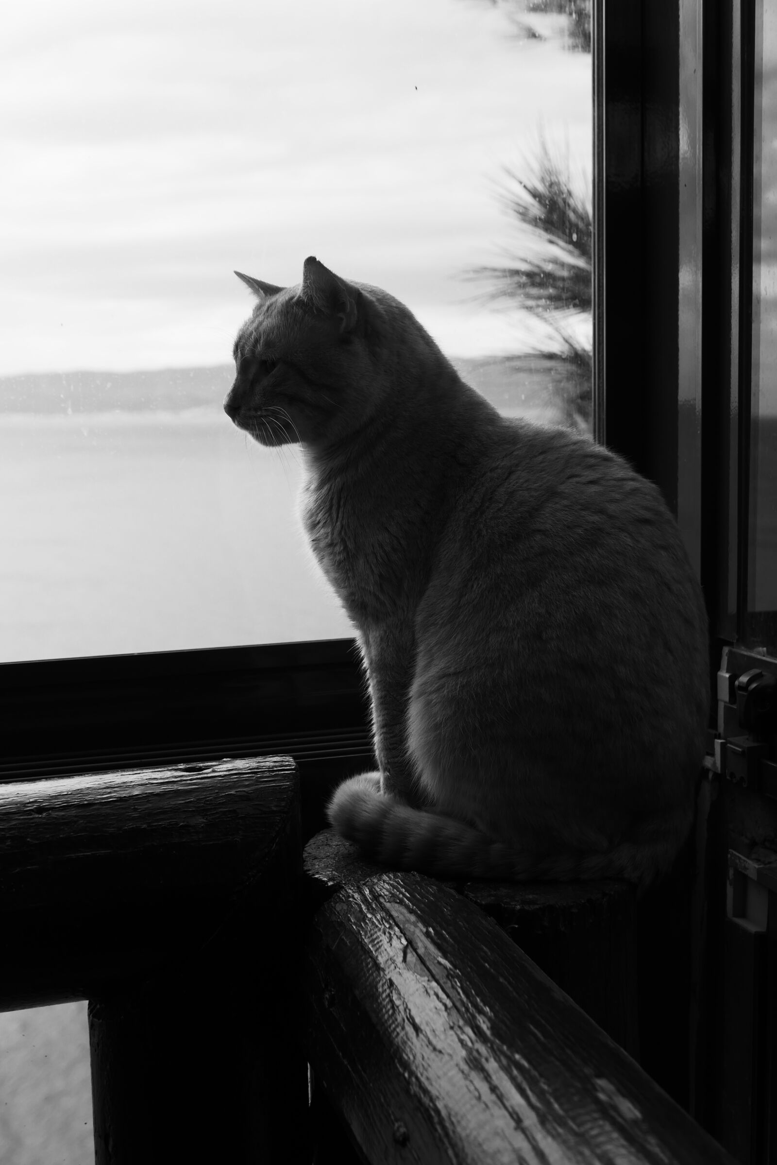 Panasonic DC-LX100M2 sample photo. Sweet cat photography