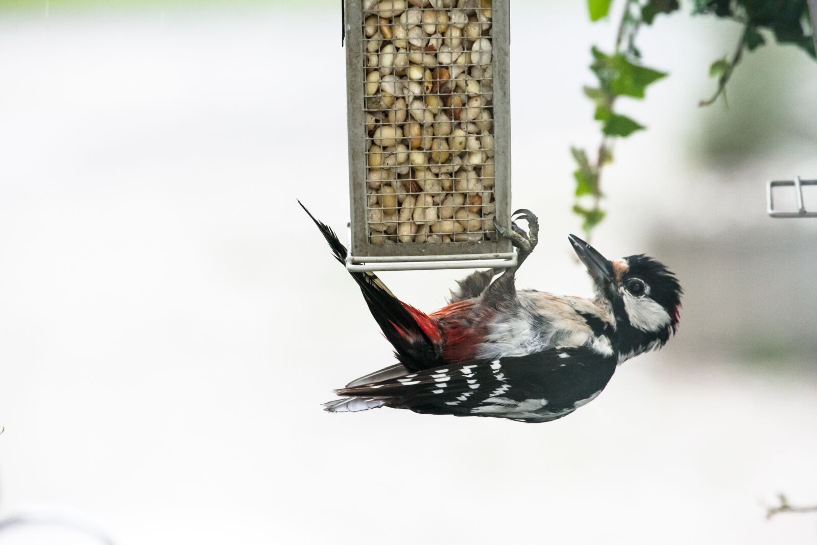 Canon EF 100-400mm F4.5-5.6L IS USM sample photo. Woodpecker, bird, nature photography