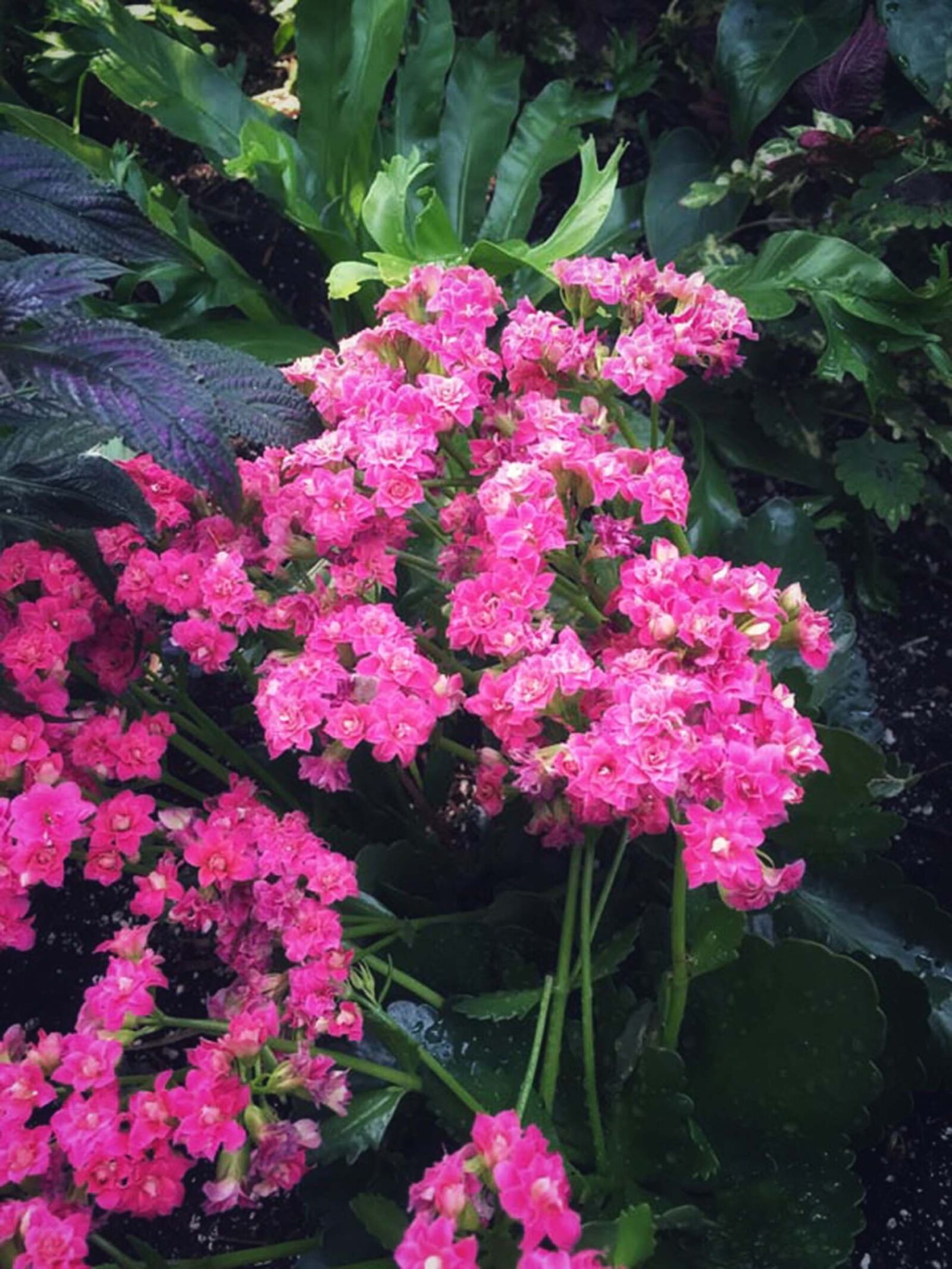 iPhone 6 back camera 4.15mm f/2.2 sample photo. Beautiful, flowers, bunch, of photography