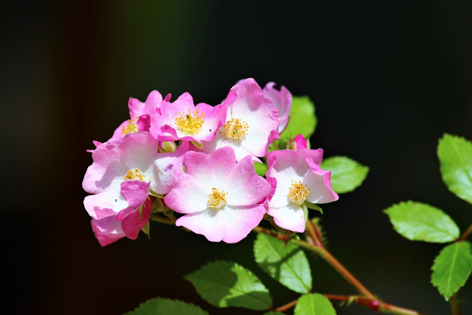 Canon EOS 600D (Rebel EOS T3i / EOS Kiss X5) sample photo. Rose, chichewa live photography