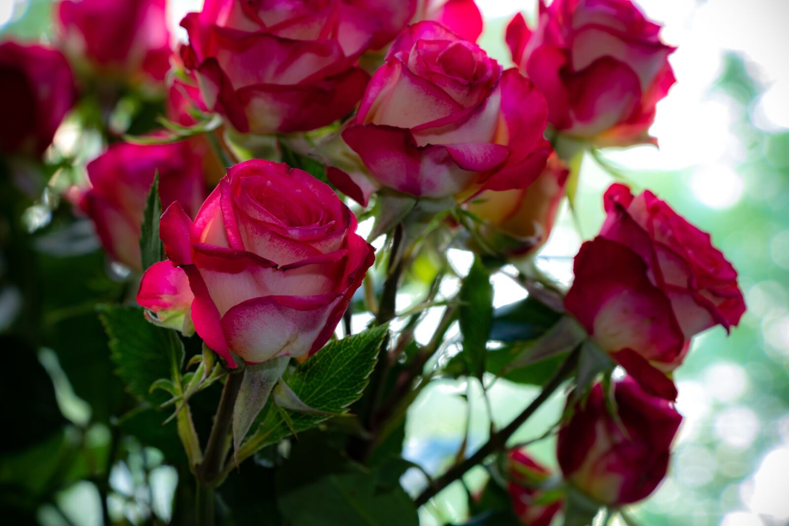 Canon EF-S 18-135mm F3.5-5.6 IS USM sample photo. Roses, flowers, plant photography