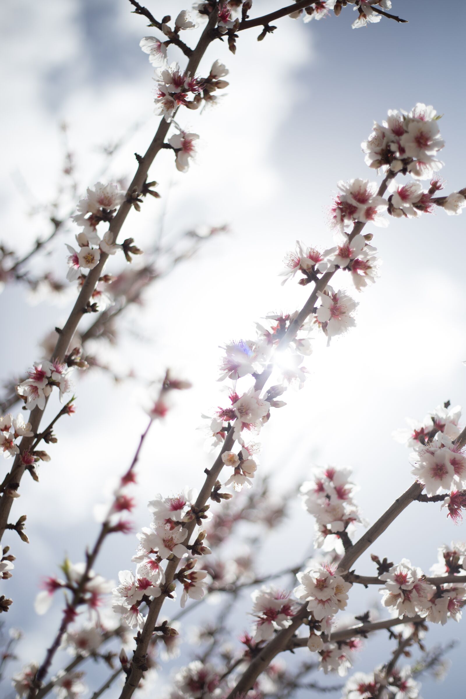 Canon EOS 5D Mark IV sample photo. Blossom, cherry blossom, spring photography