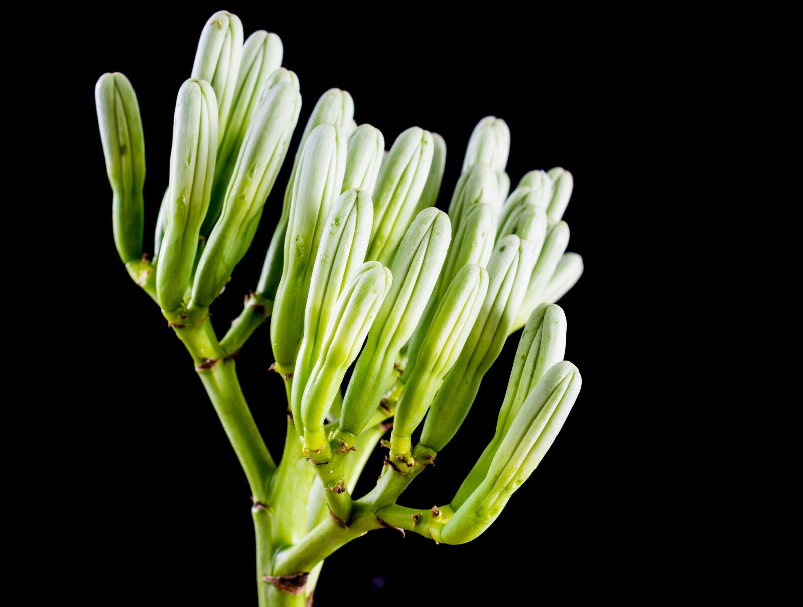 Nikon D5200 sample photo. Agave flower, inflorescence, blossom photography